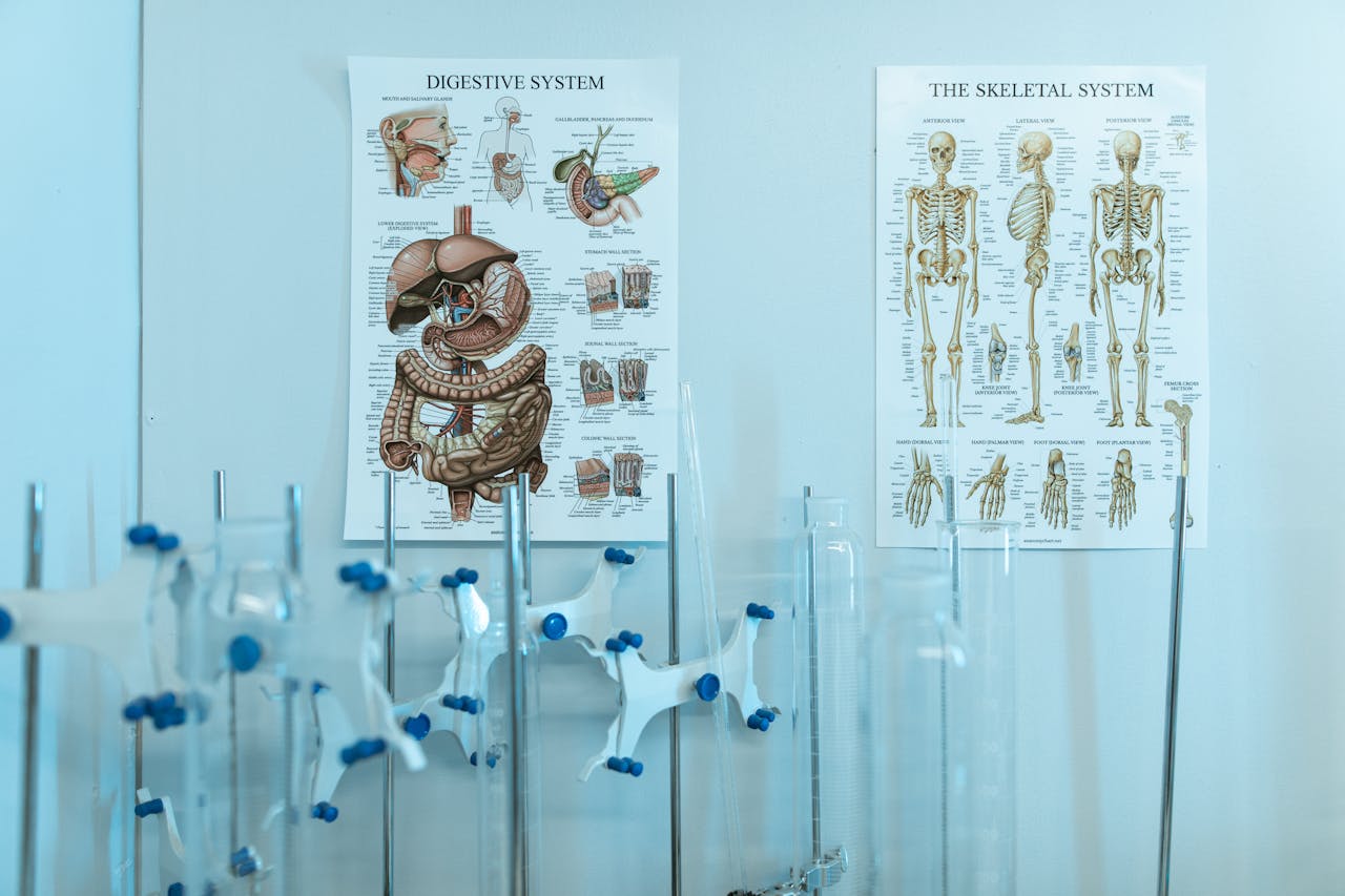 services-02 Colorful anatomy posters with laboratory apparatus showcasing human systems.